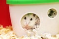 White phodopus hamster Royalty Free Stock Photo