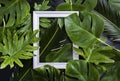 White photo frame among  green leaves with black background Royalty Free Stock Photo