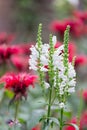 White Physostegia flowers with Red Monada flowers at the background Royalty Free Stock Photo