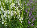 White physostegia virginiana, obedient plant and veronica spicata in garden.