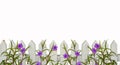 White picket fence border with purple flowers border isolated on white with space for copy above - will tile horizontally