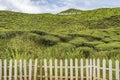 White picket fence bordering plot of tea tea bushes on hilly slope of tea plantation in Cameron Highlands, Malaysia.