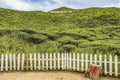 White picket fence bordering plot of tea tea bushes on hilly slope of tea plantation in Cameron Highlands, Malaysia.