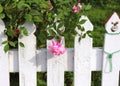 White Picket Fence and Pink Rose Royalty Free Stock Photo