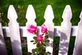 White picket fence and pink roses Royalty Free Stock Photo