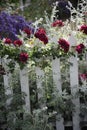 Picket fence with roses Royalty Free Stock Photo