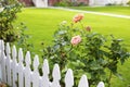 White picket fence and roses Royalty Free Stock Photo