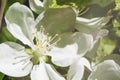 White picturesque flowers of apple, cherry close-up on sunny spring day. Branch of sakura, blooming fruit spring tree Royalty Free Stock Photo