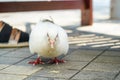 A white pidgeon looking for food on the street at daylight