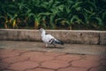 White pidgeon with red eyes walking with plants in the background