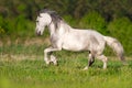 White piebald horse