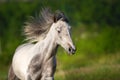 White piebald horse Royalty Free Stock Photo