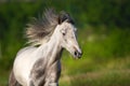 White piebald horse