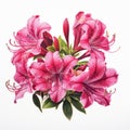 Romantic Pink Lilies On White Background: Detailed Rendering Inspired By James Bullough