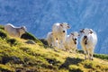 White piedmontese breed cows in the mountains Royalty Free Stock Photo