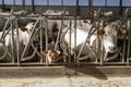 White Piedmontese breed cows in the stable Royalty Free Stock Photo