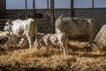 White Piedmontese breed cows in the stable Royalty Free Stock Photo