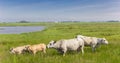 White Piemontese cows in the landscape of Texel island