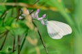 Pieridae butterfly