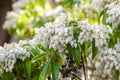 White Pieris japonica bush in bloom