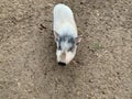 White pig in a swamp, close-up. Small decorative pigs. Pigsty at the forest zoo