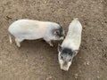 White pig in a swamp, close-up. Small decorative pigs. Pigsty at the forest zoo