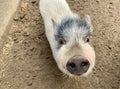 White pig in a swamp, close-up. Small decorative pigs. Pigsty at the forest zoo