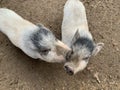 White pig in a swamp, close-up. Small decorative pigs. Pigsty at the forest zoo