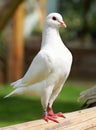 White pigeon