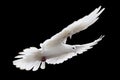 White pigeon Royalty Free Stock Photo