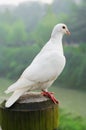 White pigeon Royalty Free Stock Photo