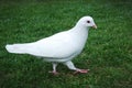 White pigeon Royalty Free Stock Photo