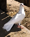 White Pigeon Royalty Free Stock Photo