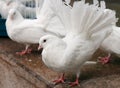The white pigeon Royalty Free Stock Photo