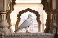 White pigeon in the Amber Fort, Rajasthan, India. A captivating image of a majestic exotic bird in city, AI Generated Royalty Free Stock Photo