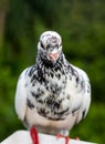 White pigeon with black marks on body close up face with selective focus Royalty Free Stock Photo