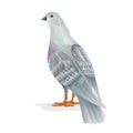 White pigeon breeding bird domestic breeds sports bird on white background vintage vector animals illustration for design edi