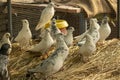 White Pigeon breeds in cage with focused front and blurred back