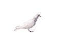 White pigeon with brown striped isolated on white background with clipping path Royalty Free Stock Photo