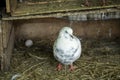 White pigeon in cage with burred back and egg Royalty Free Stock Photo