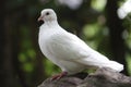 White Pigeon