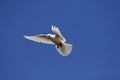 White pigeon (Columba livia f. domestica) Royalty Free Stock Photo