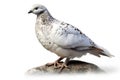 White Pigeon - Columba livia in front of a white background Generative AI animal ai