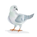 White pigeon dove breeding bird domestic breeds sports bird on white background vintage vector animals illustration for desig