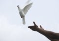 white pigeon dove flying in the sky freedom hope stretched wings Royalty Free Stock Photo