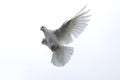 white pigeon dove flying in the sky freedom hope stretched wings