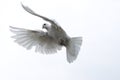 white pigeon dove flying in the sky freedom hope stretched wings Royalty Free Stock Photo