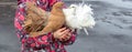 Children`s hands hold domestic pigeons white and brown Royalty Free Stock Photo