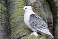 White Pigeon or Dove known as the Oriental Frill Pigeon a fancy domestic pigeon breed for showing and breeding. Feathered feet.