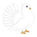 White pigeon, dove